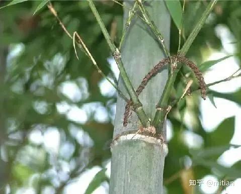 致富竹子种植图片大全_致富竹子种植图片欣赏_竹子种植致富图片