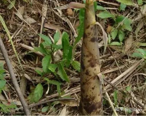 竹子种植致富图片_致富竹子种植图片大全_致富竹子种植图片欣赏