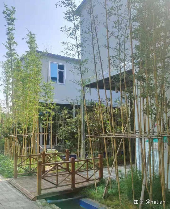 致富竹子种植图片大全_竹子种植致富图片_致富竹子种植图片欣赏