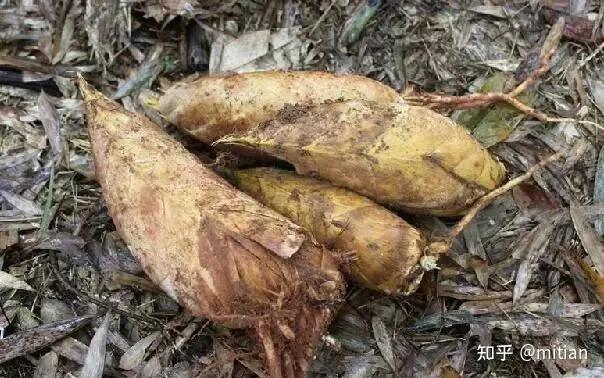 致富竹子种植图片欣赏_致富竹子种植图片大全_竹子种植致富图片