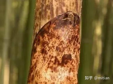 致富竹子种植图片大全_竹子种植致富图片_致富竹子种植图片欣赏
