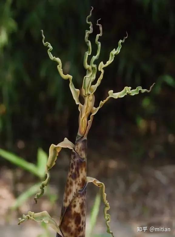 竹子种植致富图片_致富竹子种植图片欣赏_致富竹子种植图片大全