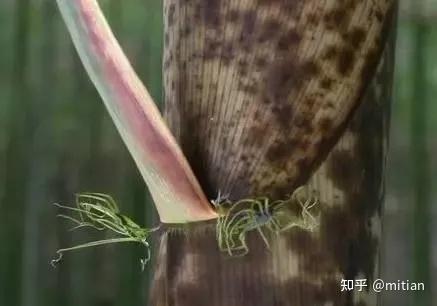 致富竹子种植图片大全_致富竹子种植图片欣赏_竹子种植致富图片