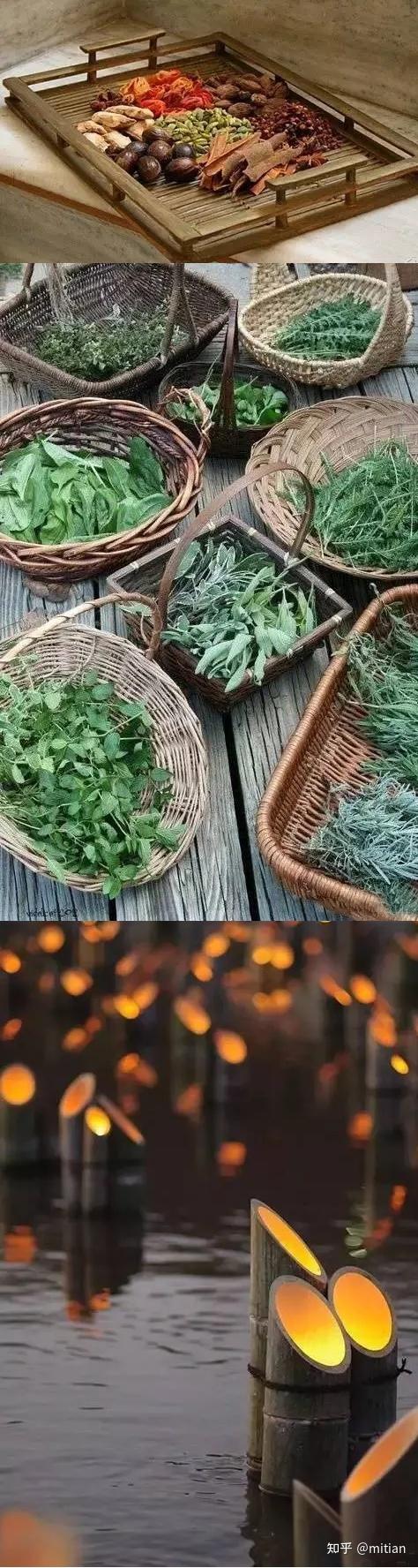 致富竹子种植图片欣赏_致富竹子种植图片大全_竹子种植致富图片