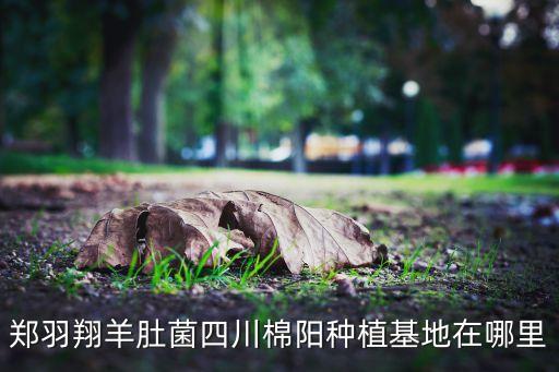 绵阳什么地方有羊肚菌，郑羽翔羊肚菌四川棉阳种植基地在哪里