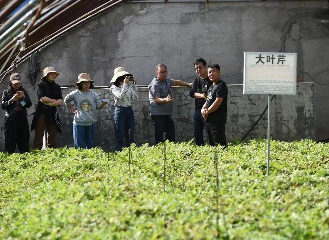 大棚种植野菜的经济效益_大棚种植山野菜的种类_大棚山野菜种植技术