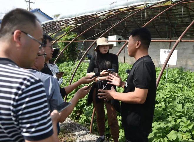 大棚种植山野菜的种类_大棚山野菜种植技术_大棚种植野菜的经济效益
