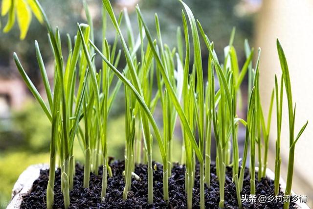 室内种蔬菜小窍门