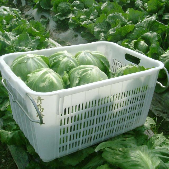 室内种蔬菜教程