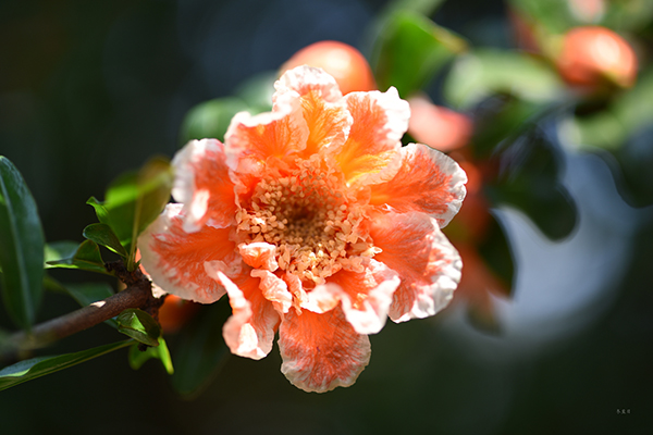 石榴种植技巧_花石榴种植技术_石榴种植花技术要点