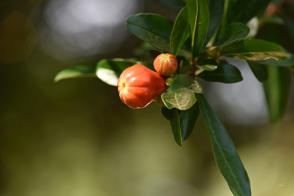 花石榴种植技术_石榴种植技巧_石榴种植花技术要点