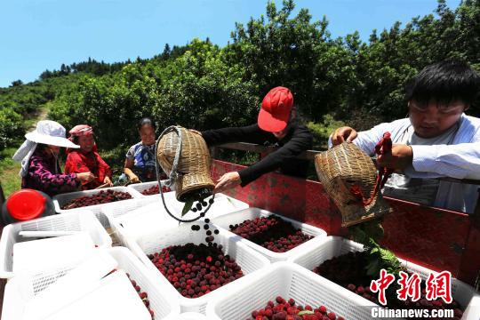 致富经杨梅种植视频_杨梅种植致富_种植杨梅赚钱吗