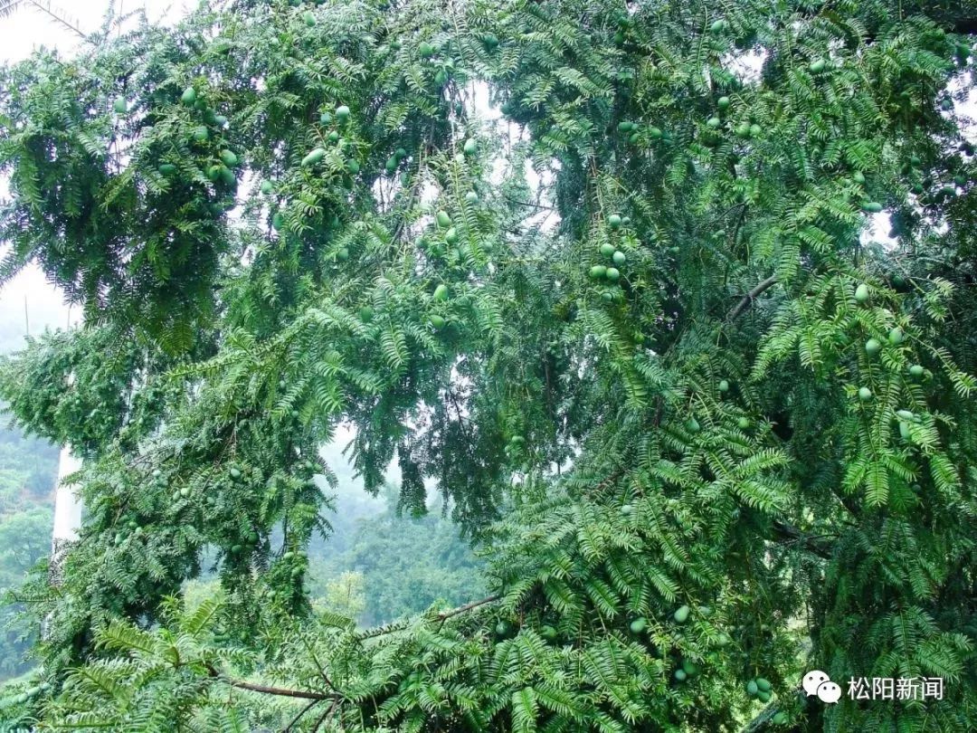 种植香榧致富_种香榧赚钱吗_种植香榧经济效益如何