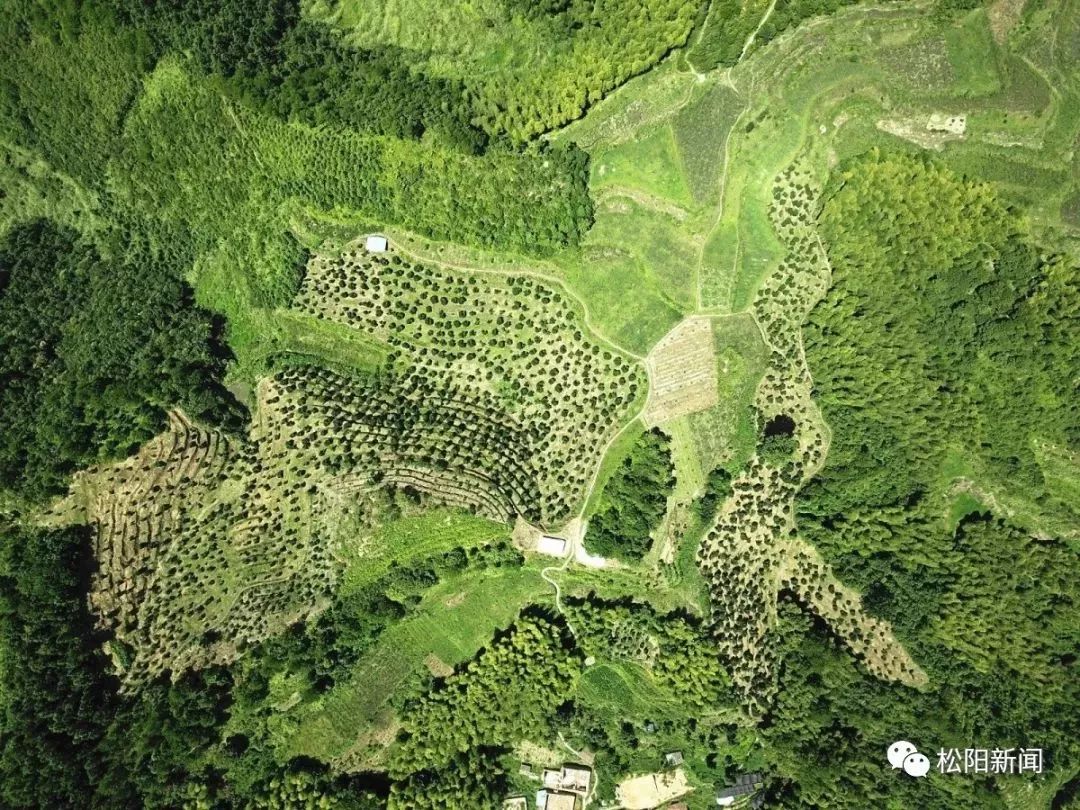 种植香榧经济效益如何_种植香榧致富_种香榧赚钱吗