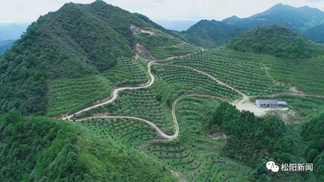 种植香榧经济效益如何_种植香榧致富_种香榧赚钱吗