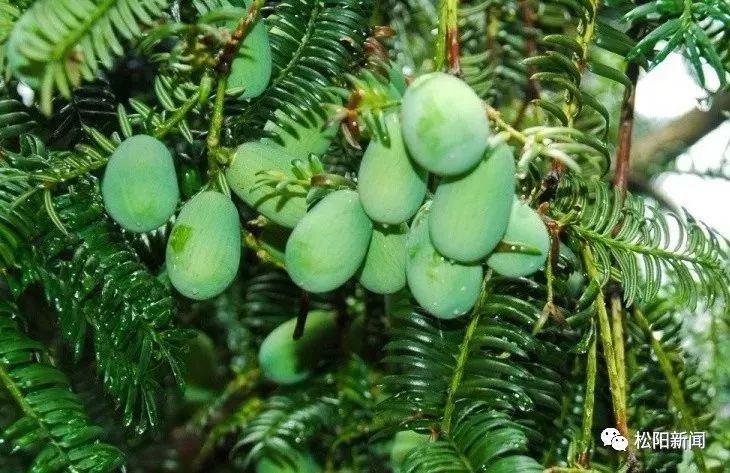 种植香榧致富_种植香榧经济效益如何_种香榧赚钱吗