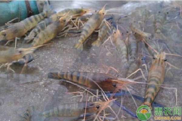 水产养殖常见病害现象及其防治