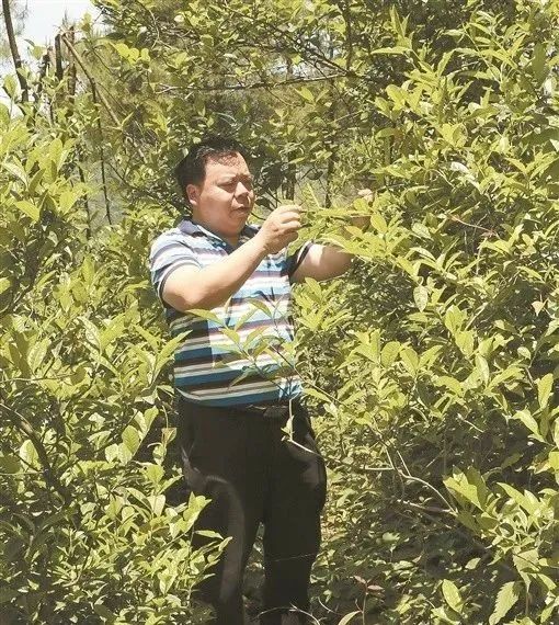 益阳种植致富项目_益阳中药材种植_益阳市种植业技术推广中心