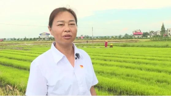 益阳种植致富项目_益阳市种植业技术推广中心_益阳中药材种植