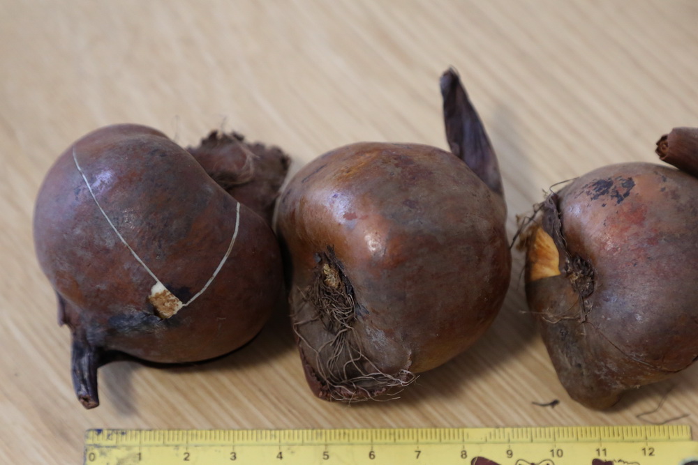 水仙球种植致富_水仙球养殖_怎样种植水仙球视频