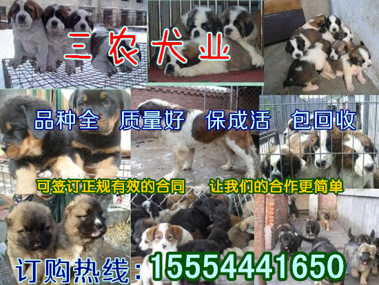 广东韶关市哪里的肉食狗最便宜