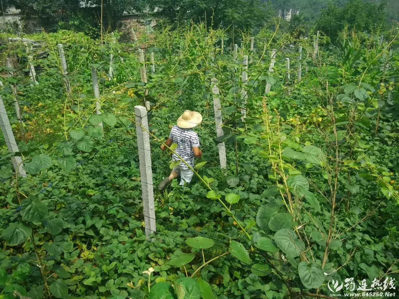 弥猴桃栽培种植技术_弥猴桃怎样种植请视频指观_弥猴桃的种植技术