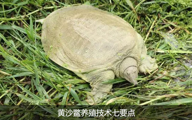 黄沙鳖养殖技术之放养黄沙鳖需要注意哪些事项？