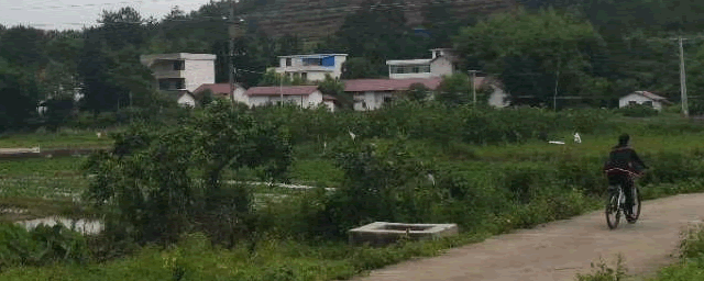 面包虫养殖大全技术幼虫视频_面包虫养殖大全技术幼虫图片_面包虫幼虫养殖技术大全