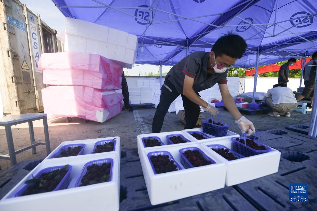 杨梅种植致富_种植杨梅赚钱吗_致富种植杨梅怎么样