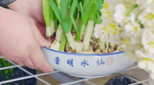 水仙种球怎么水培_水仙球种植致富_怎样种植水仙球视频