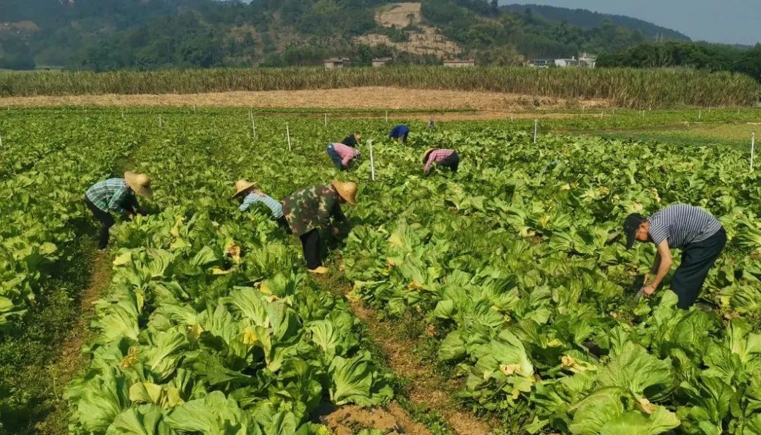 种植致富螺视频_致富经养螺_致富经田螺养殖
