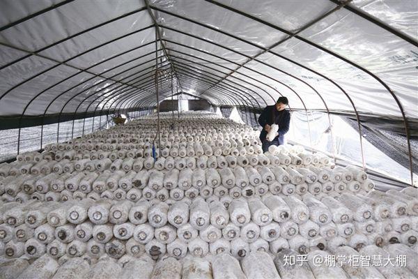 致富种植国槐的意义_种植国槐致富_致富种植国槐视频