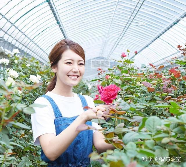 致富灯笼种植果树怎么样_致富灯笼种植果树视频_种植灯笼果致富