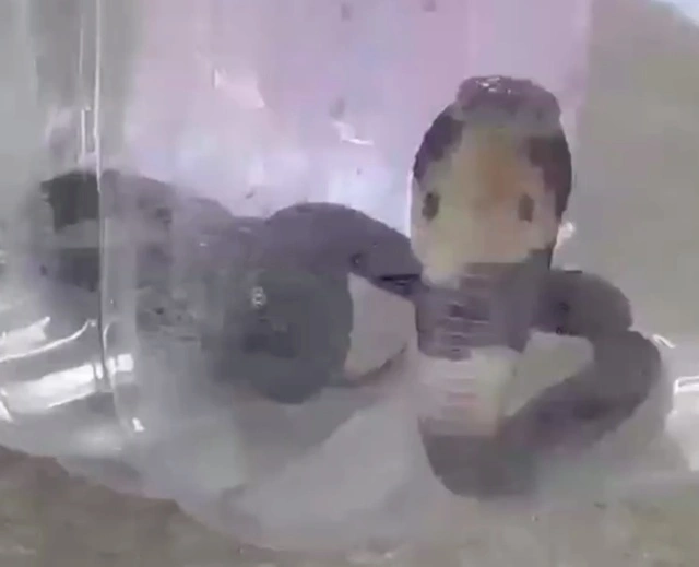 cctv7致富经养殖眼镜蛇_cctv7致富经养殖眼镜蛇_cctv7致富经养殖眼镜蛇