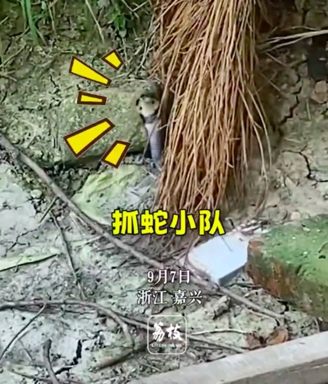 cctv7致富经养殖眼镜蛇_cctv7致富经养殖眼镜蛇_cctv7致富经养殖眼镜蛇