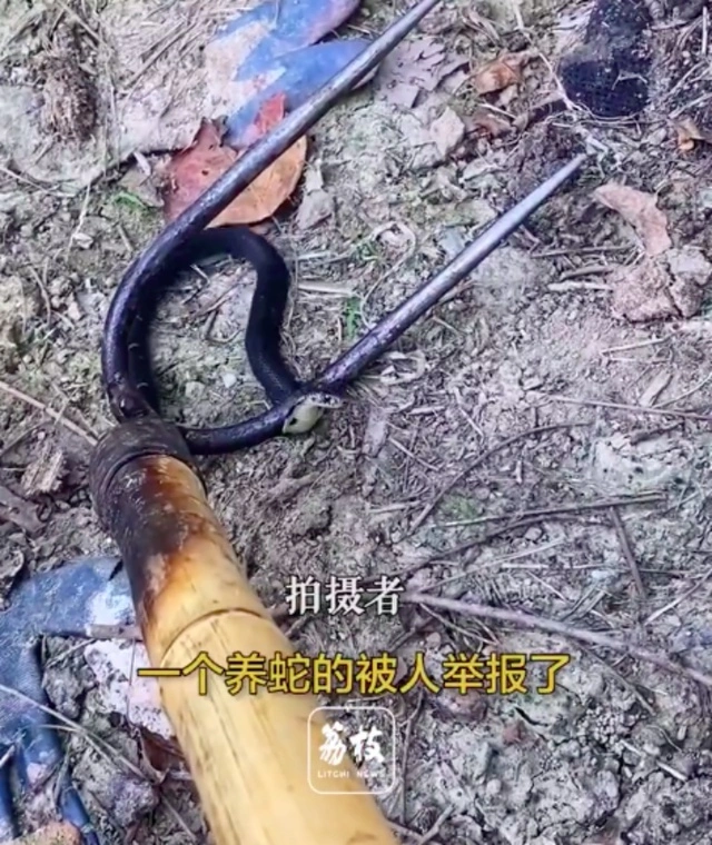 cctv7致富经养殖眼镜蛇_cctv7致富经养殖眼镜蛇_cctv7致富经养殖眼镜蛇