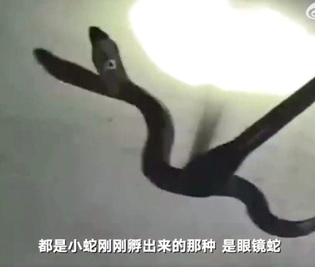 cctv7致富经养殖眼镜蛇_cctv7致富经养殖眼镜蛇_cctv7致富经养殖眼镜蛇