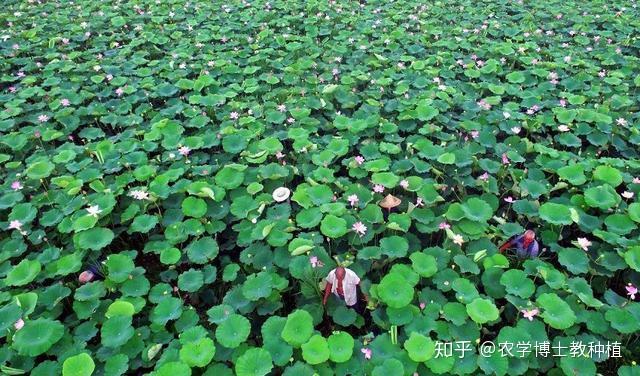 莲藕种植致富_致富经种在布上莲藕_致富莲藕布种上怎么种