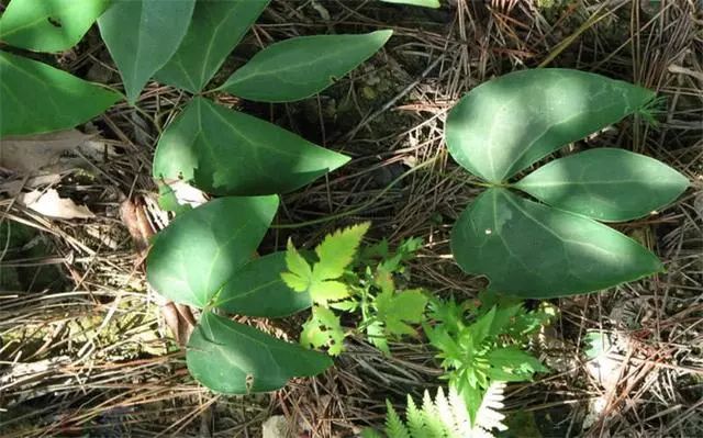 农村种植中药致富_农村致富经中药材种植_农村种植中药材能赚钱吗