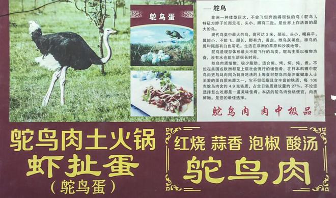 致富经鸵鸟养殖视频全集_致富经鸵鸟_鸵鸟 致富经