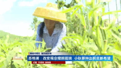 三亚：巾帼“脱贫之星”苏明英 小秋葵种出脱贫新希望