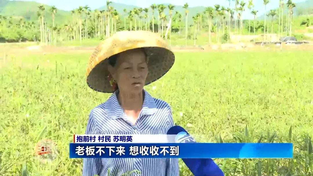 致富经秋葵种植视频_关注种植秋葵致富_种植秋葵赚钱吗
