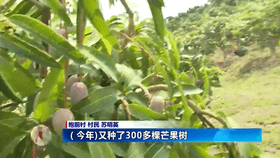 种植秋葵赚钱吗_关注种植秋葵致富_致富经秋葵种植视频