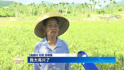致富经秋葵种植视频_种植秋葵赚钱吗_关注种植秋葵致富