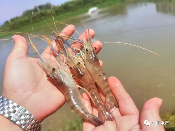 太湖养殖基地_太湖猪的养殖_南太湖2号养殖技术
