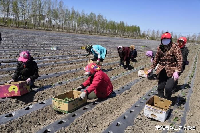 甜瓜如何种植技术_种植甜瓜技术要点_种甜瓜的技术