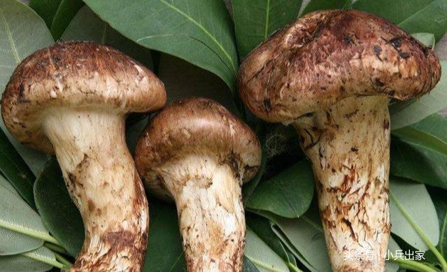 致富种植金福菇_致富经蘑菇种植技术_金福菇高产栽培技术视频