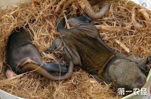 豚狸养殖致富_致富养殖豚狸赚钱吗_一种叫豚的家禽怎么养殖
