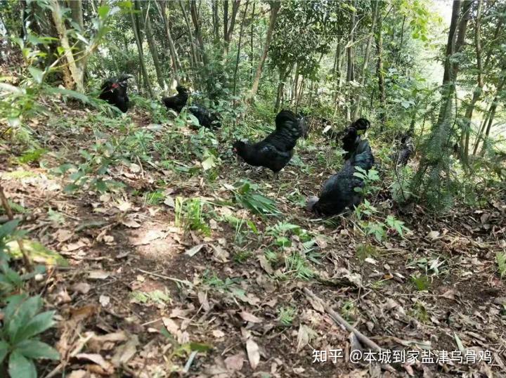 乌鸡养殖技术视频_视频养殖乌鸡技术培训_乌鸡养殖视频致富经