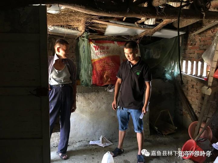 养鹅致富经_养殖鹅致富经_鸡鸭鹅养殖致富